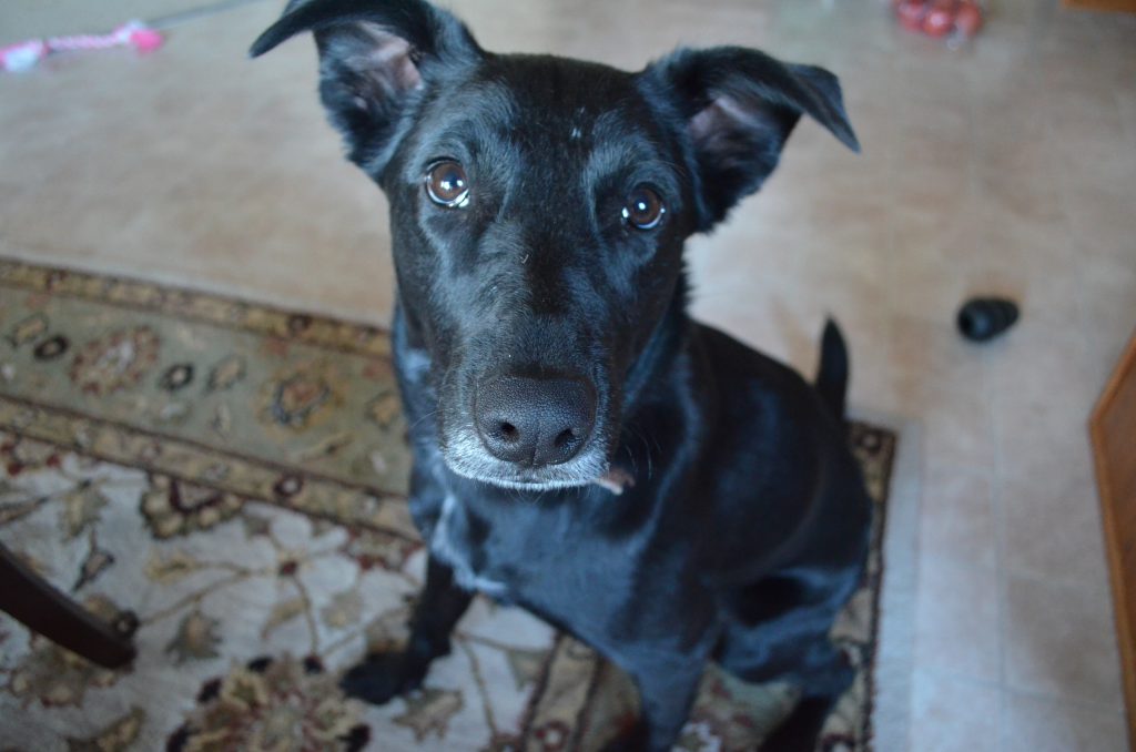 black lab, german shepherd mix, caffeineberry dog