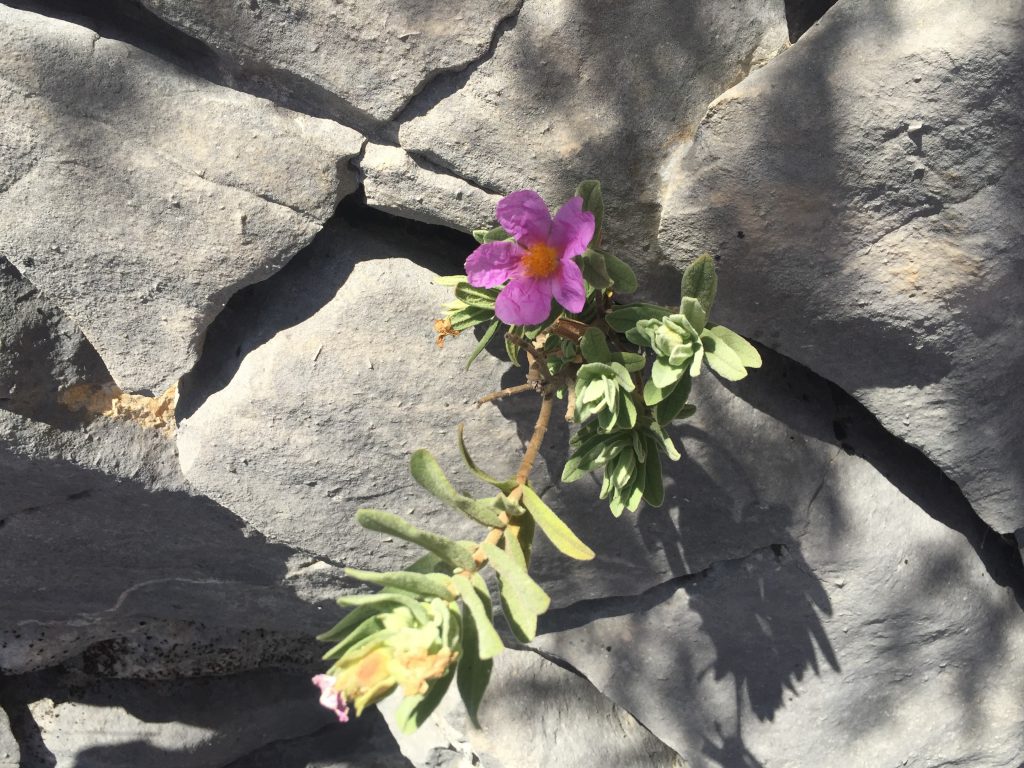 growing through the cracks