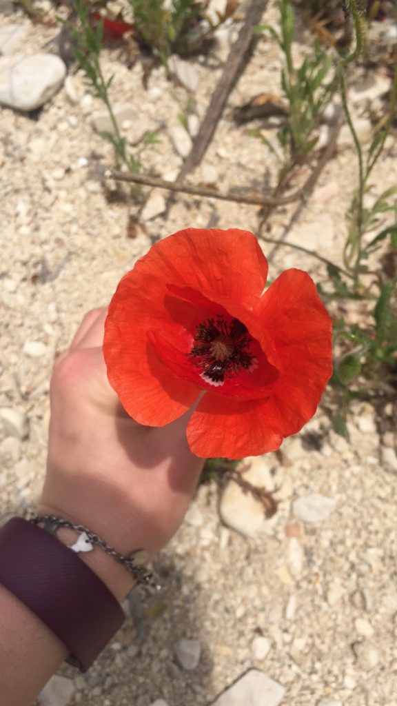 red poppy in spain