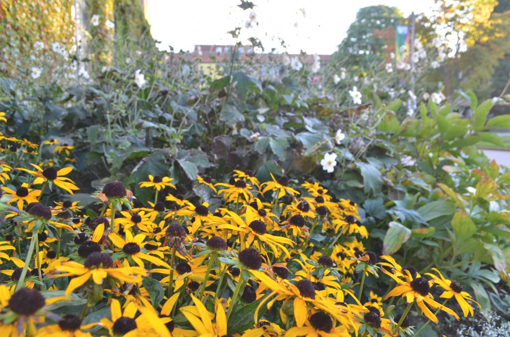 pretty yellow flowers