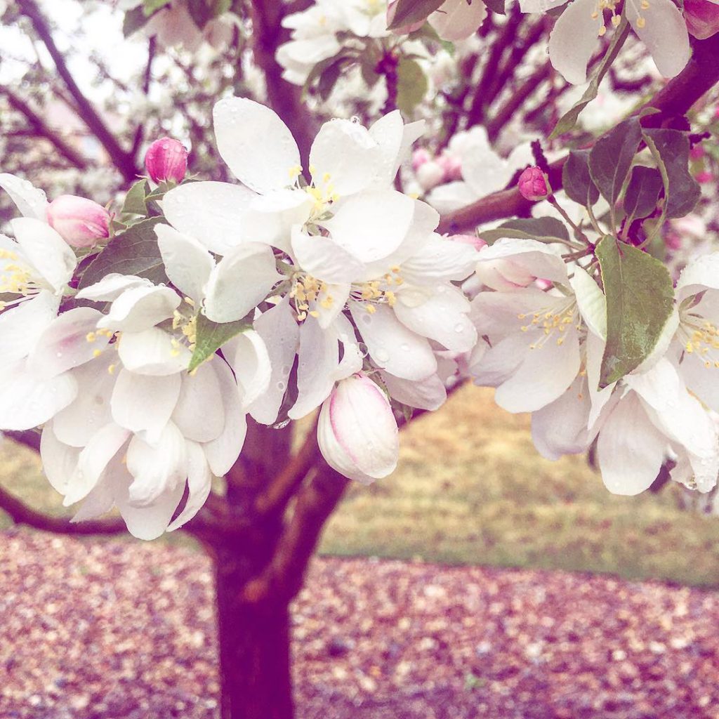 beautiful blossoms in Colorado