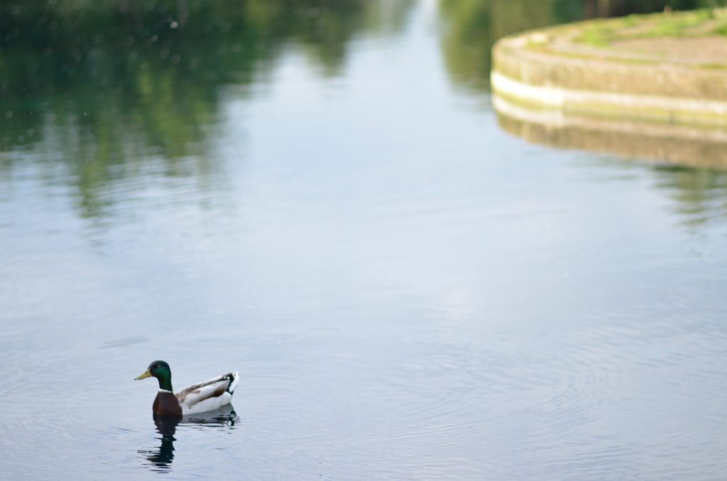 ducks in a pond, East Park, Hull