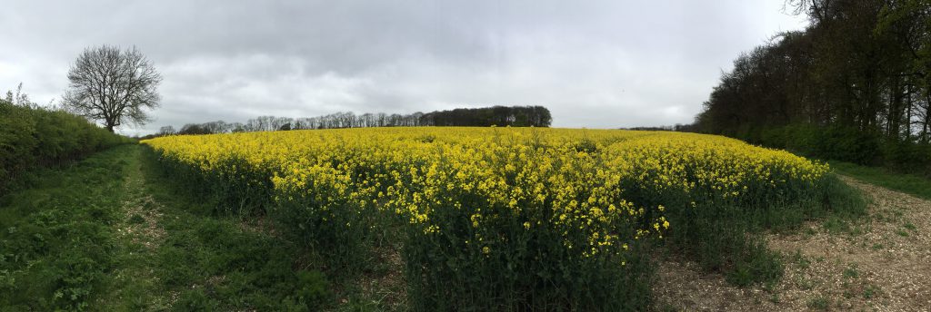 Bishop Wilton - Yellow Fields in England